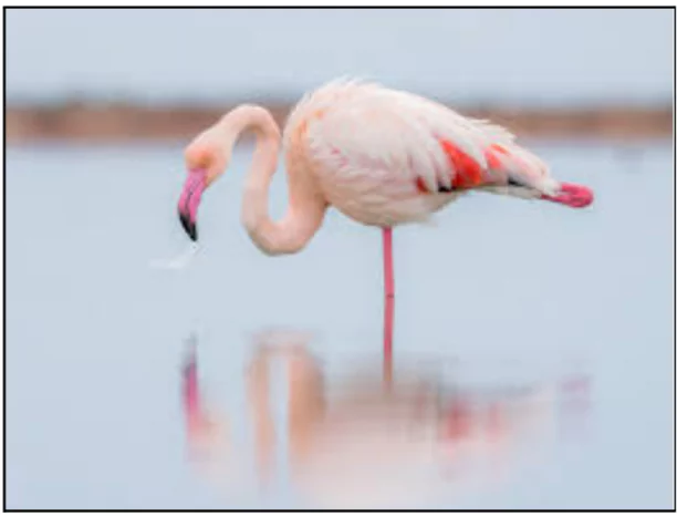 Flamingo