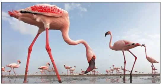 Flamingo