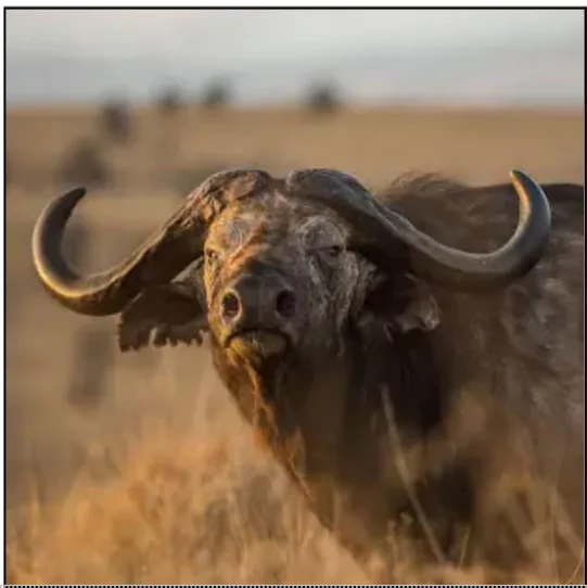 Cape Buffalo of Africa