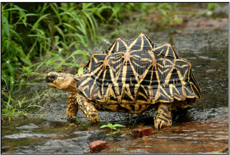 Indian Star Tortoise