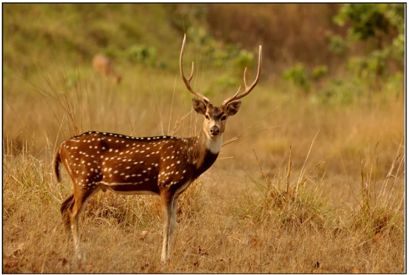 Nagarahole Tiger Reserve