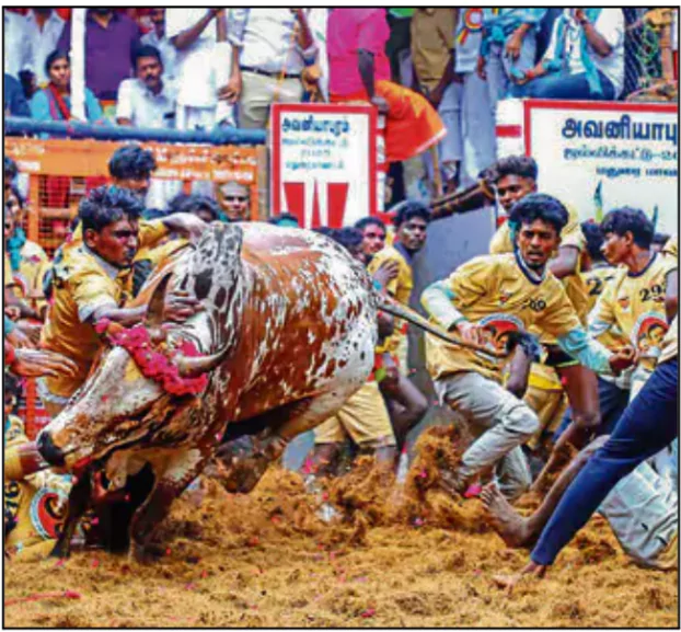 Jallikattu