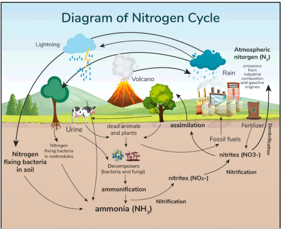 Nitrogen