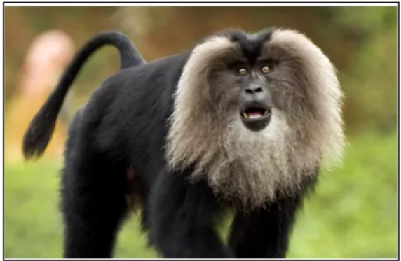 Sharavathy Lion-Tailed Macaque Sanctuary