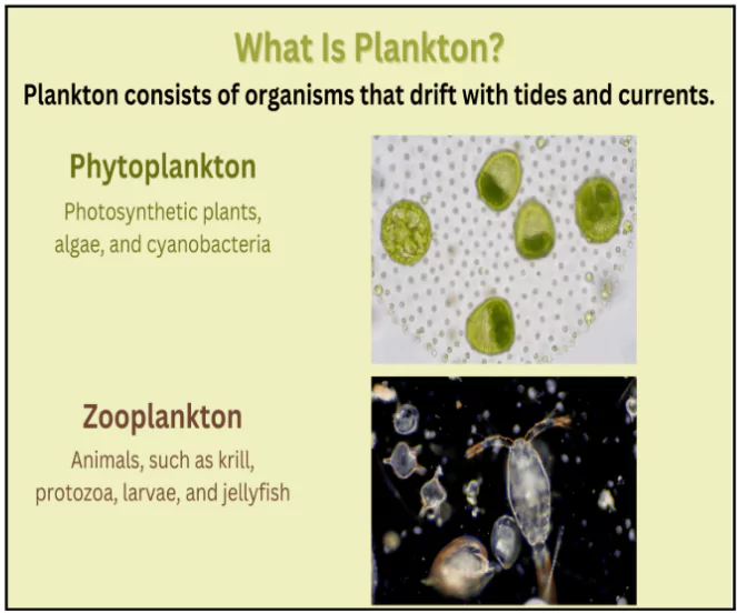 Algal Bloom Hotspots