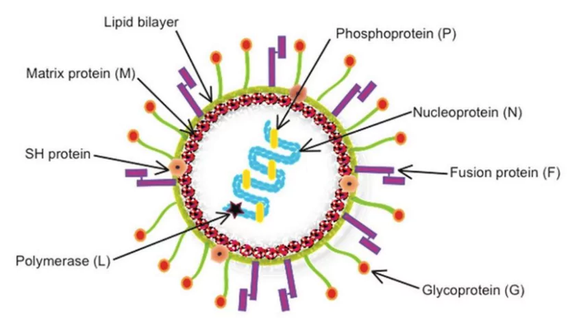 Human Metapneumovirus