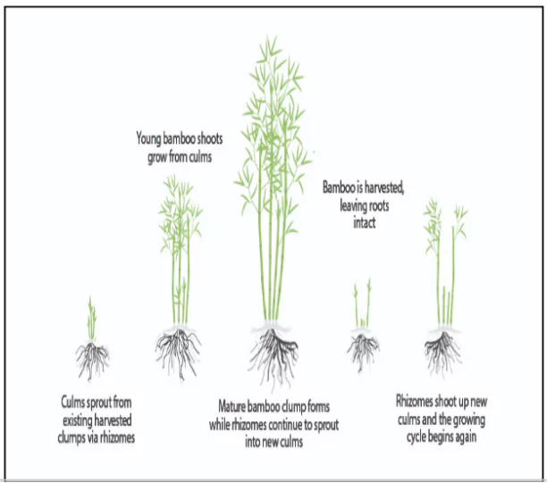 National Bamboo Mission