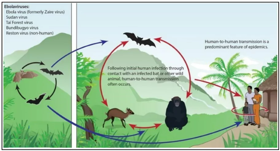 Sudan Virus Disease