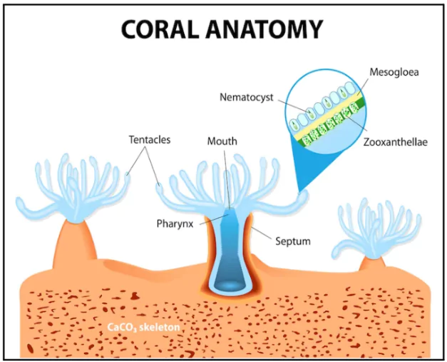 Coral Reefs