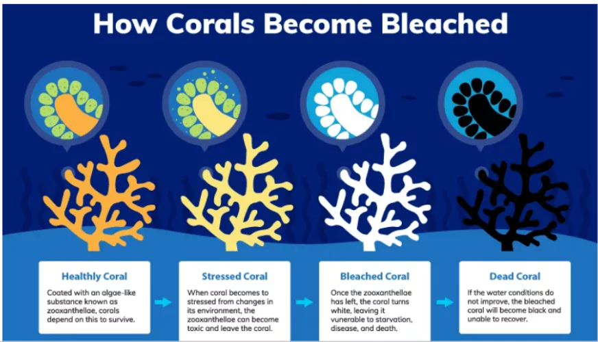 Coral Reefs