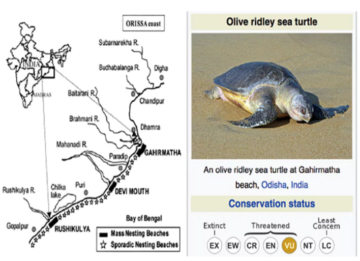 Rushikulya Mass Nesting site