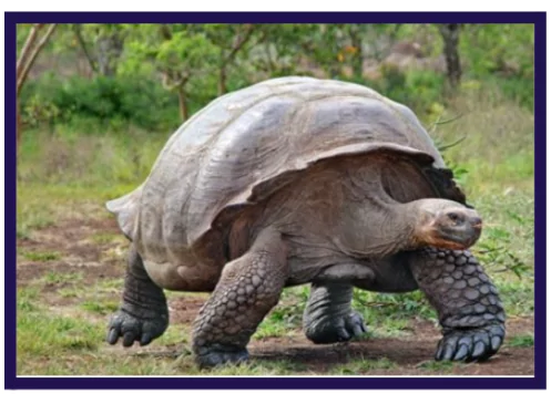 Rushikulya Mass Nesting site