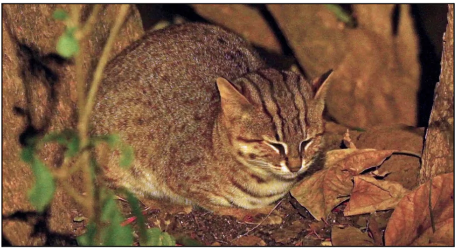 Rusty-Spotted Cat