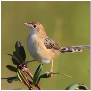 Golden-Headed Cisticola