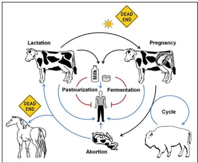 Brucellosis