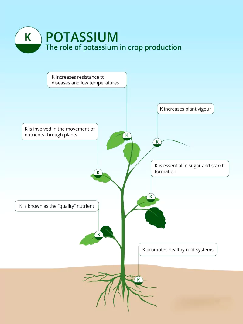 Potash Reserves