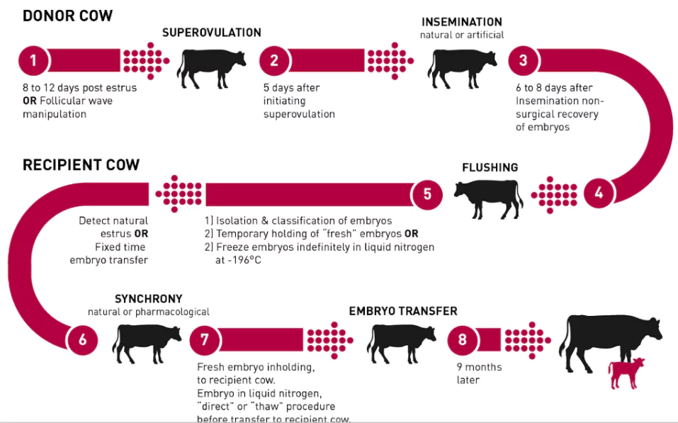 Ongole cattle