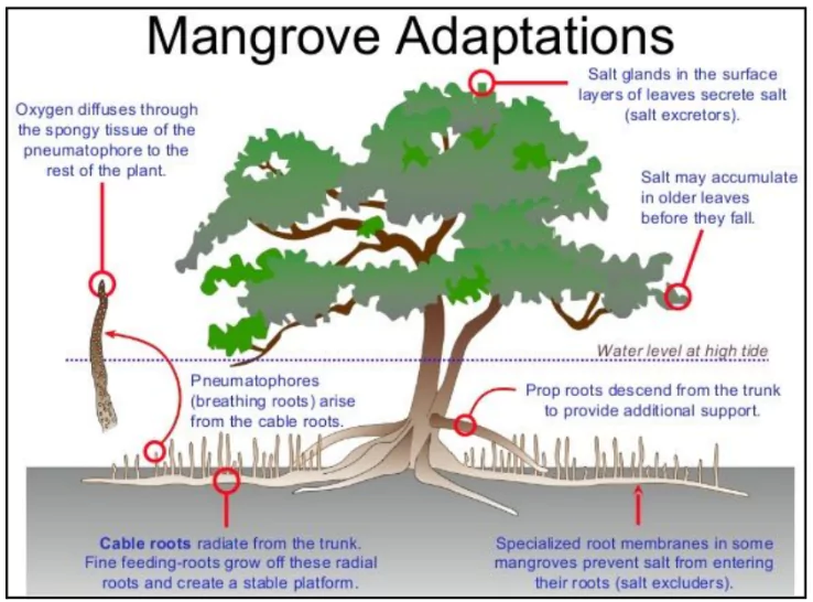 Mangrove