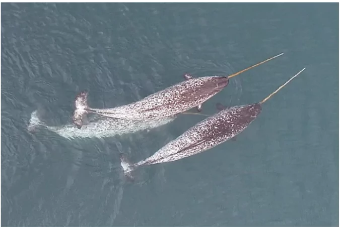 Narwhals 