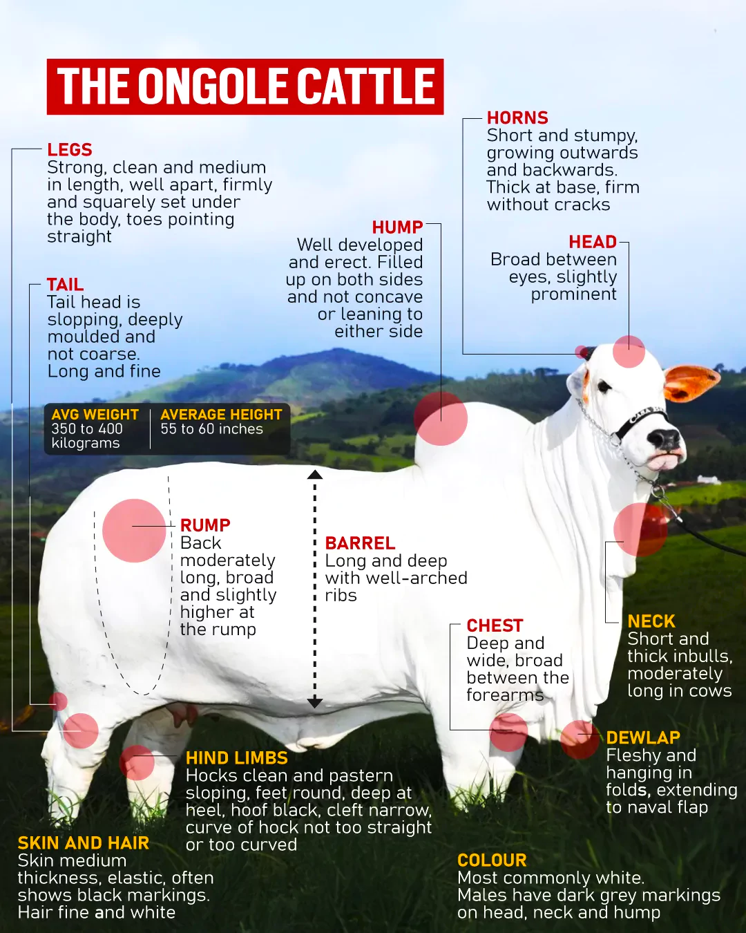 Ongole Cattle