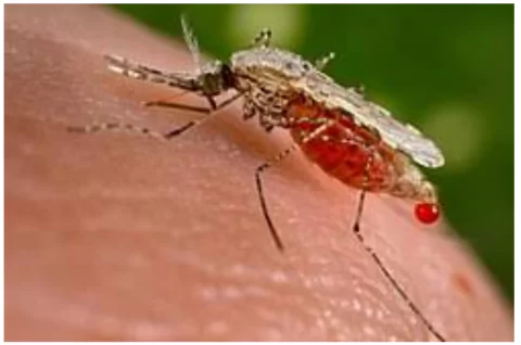 World Malaria Day