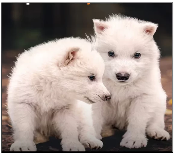 Dire Wolf