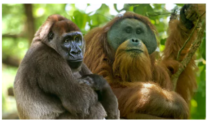 Primates