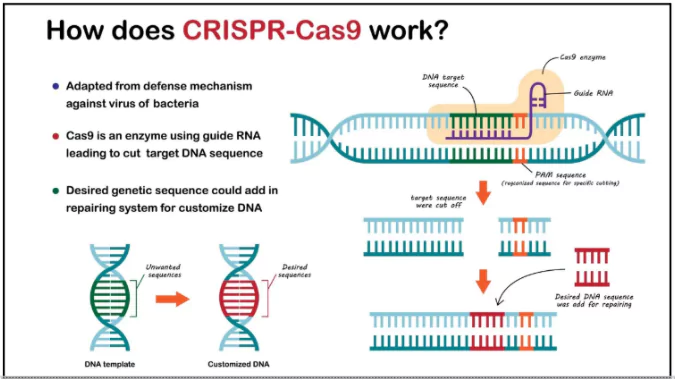 Gene Editing Therapy