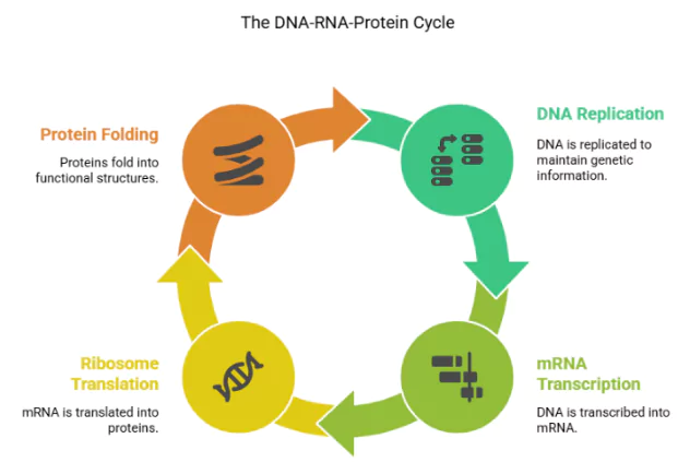 mRNA