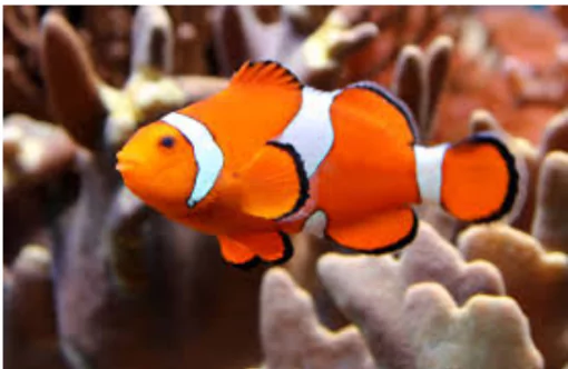Clownfish