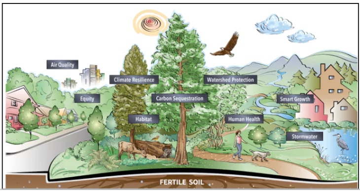 Urban Forests