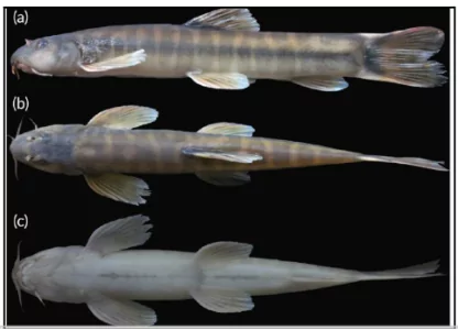 Schistura Densiclava