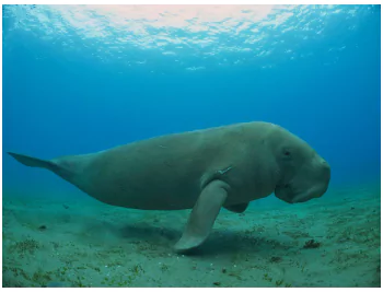 Dugong