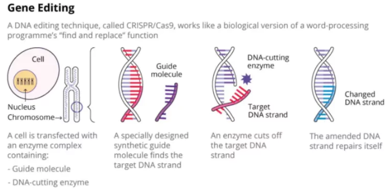 Gene-Edited Sheep