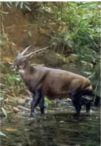 Saola