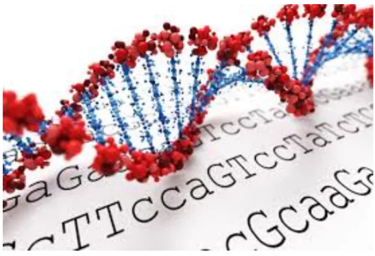 DNA Identification