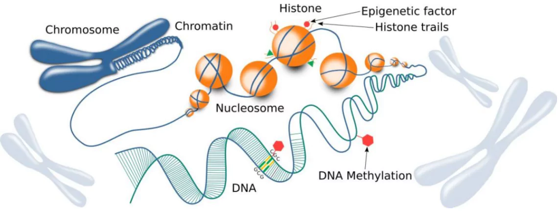 Epigenetics