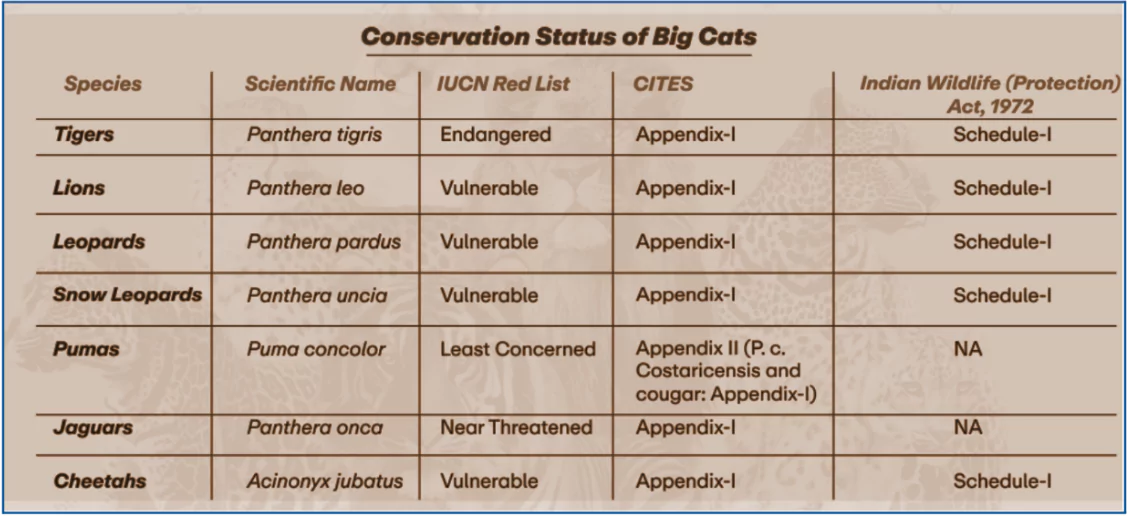 International Big Cat Alliance