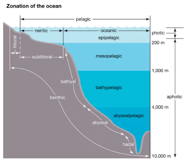 Darkening of the Global Ocean