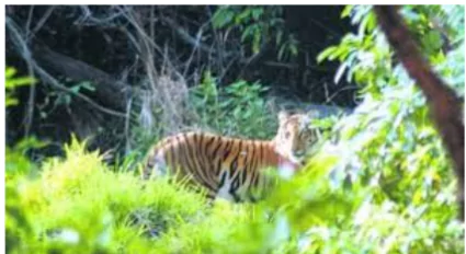 Tiger Decline in Eastern States