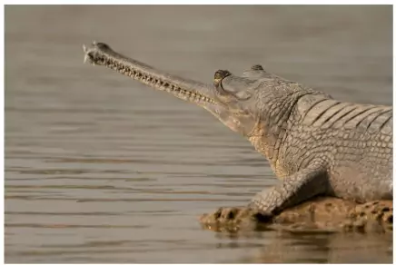 Gharial