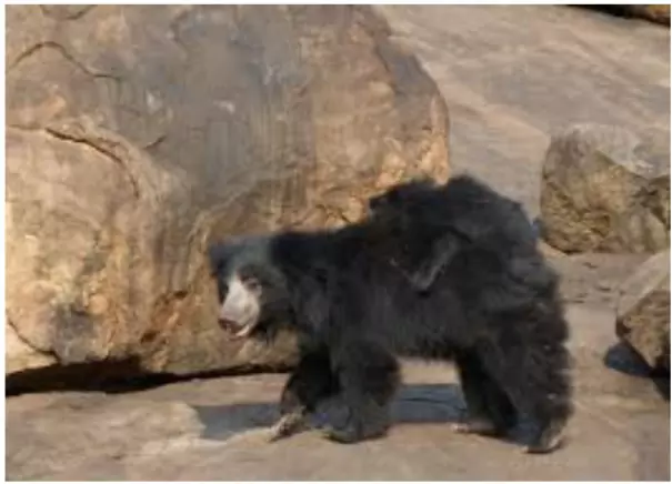 Sloth Bear