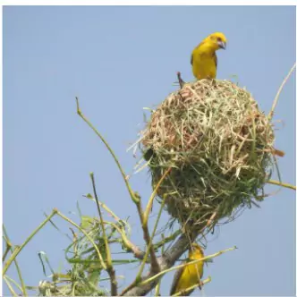 Grassland Bird Census