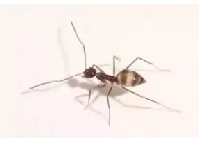 Ant Species