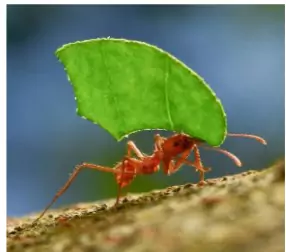 Ant Species
