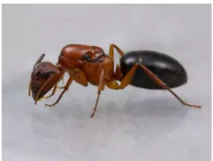 Ant Species