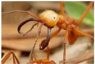 Ant Species