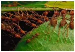 Ant Species