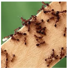 Ant Species