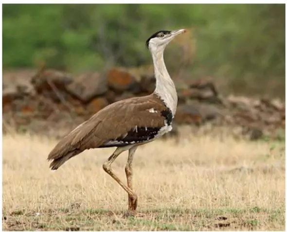 Great Indian Bustard